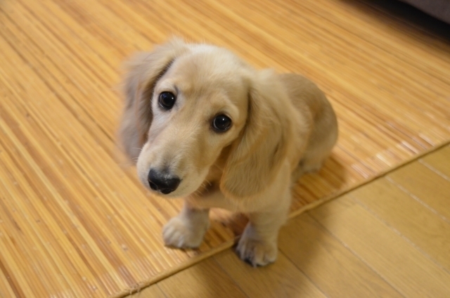 病気になりにくい犬を選ぶ方法はあるの 初めて犬を飼うときに必要な情報ブログ