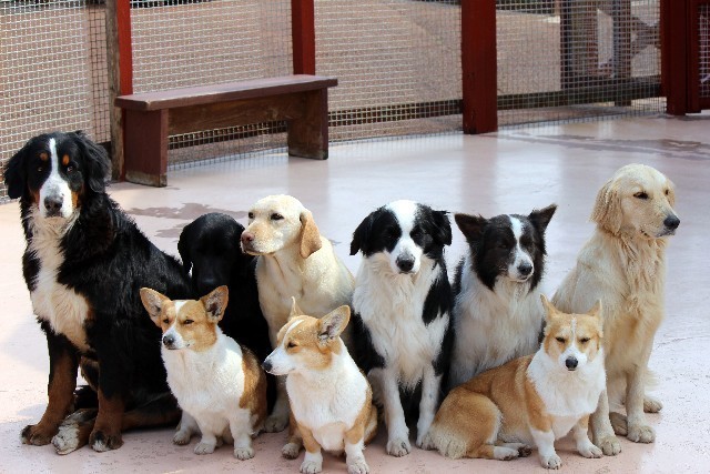 病気になりにくい犬を選ぶ方法はあるの 初めて犬を飼うときに必要な情報ブログ